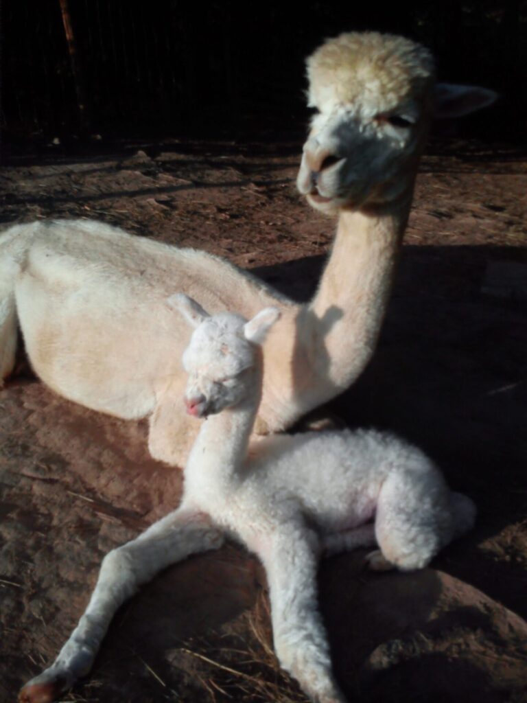 über uns – alpacaplace (3)