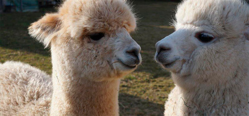 Startseite über uns – alpacaplace (4)