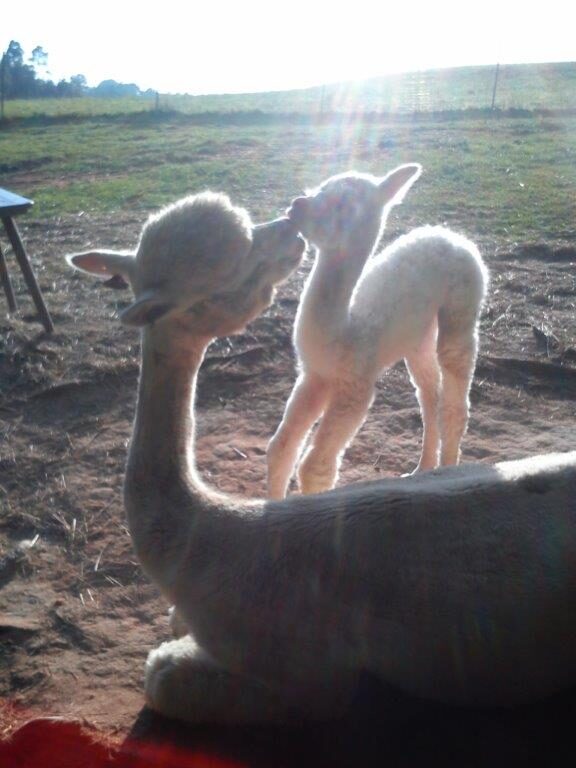 Startseite über uns – alpacaplace (5)