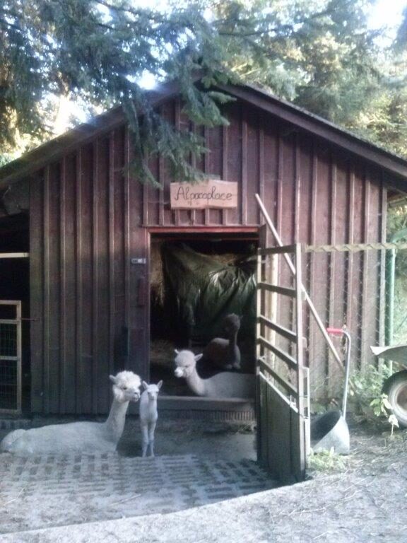 Startseite über uns – alpacaplace (6)