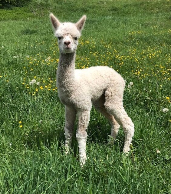 Startseite über uns – alpacaplace (7)