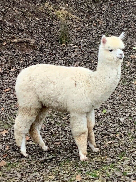 Guardian Angel ist geboren image