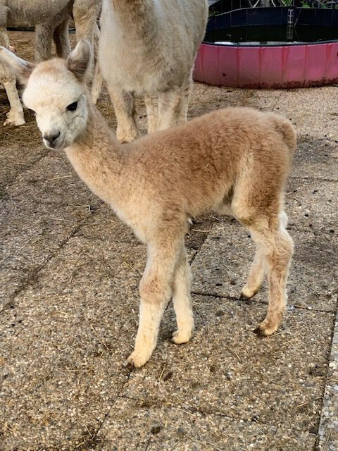 Glessit-Gemstone ist da :-) image